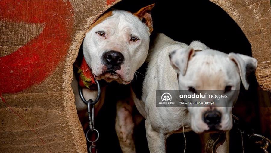 Danıştaydan 'American Staffordshire Terrier' kararı